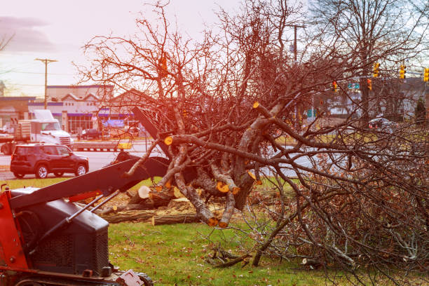 Best Arborist Consultation Services  in Salina, OK
