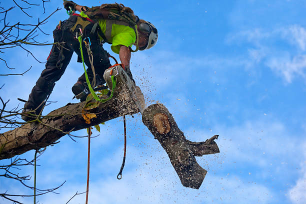  Salina, OK Tree Care Pros